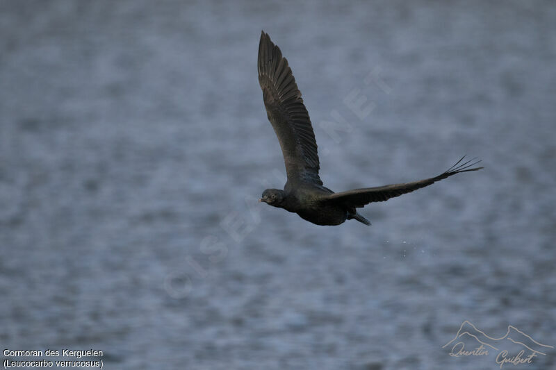 Cormoran des Kerguelen