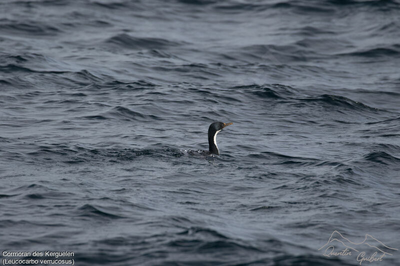 Kerguelen Shag