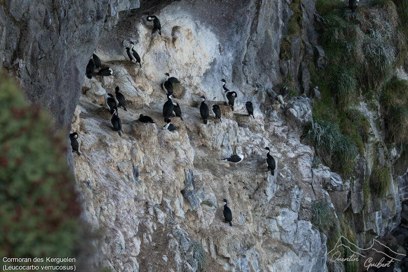 Cormoran des Kerguelen