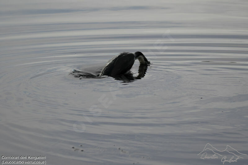 Kerguelen Shag