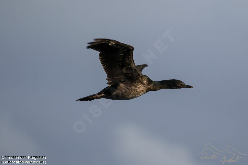 Cormoran des Kerguelen