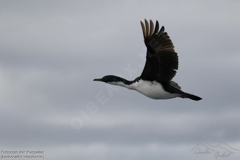 Kerguelen Shag