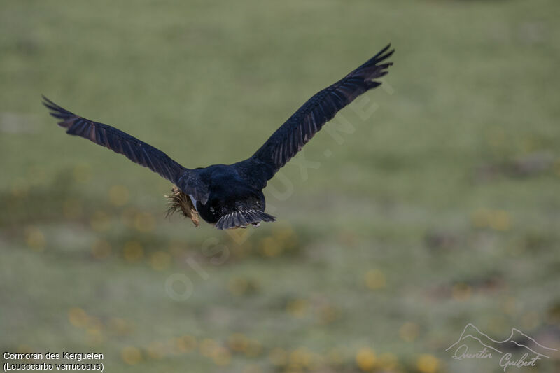 Cormoran des Kerguelen