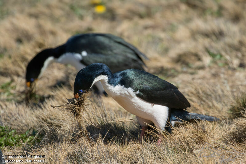 Kerguelen Shag