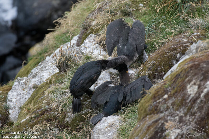 Kerguelen Shag