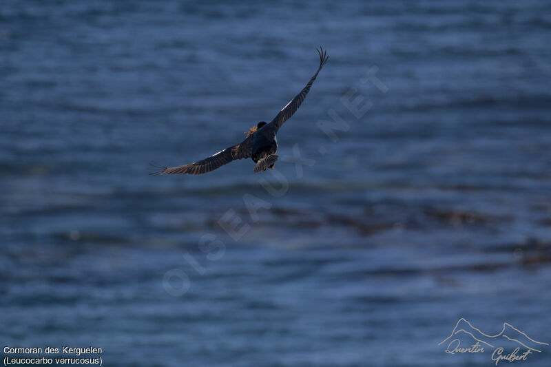 Cormoran des Kerguelen