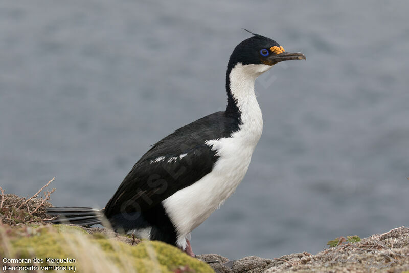 Kerguelen Shag