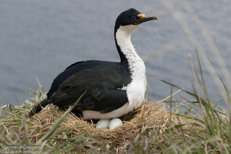 Cormoran des Kerguelenadulte nuptial, identification, Nidification