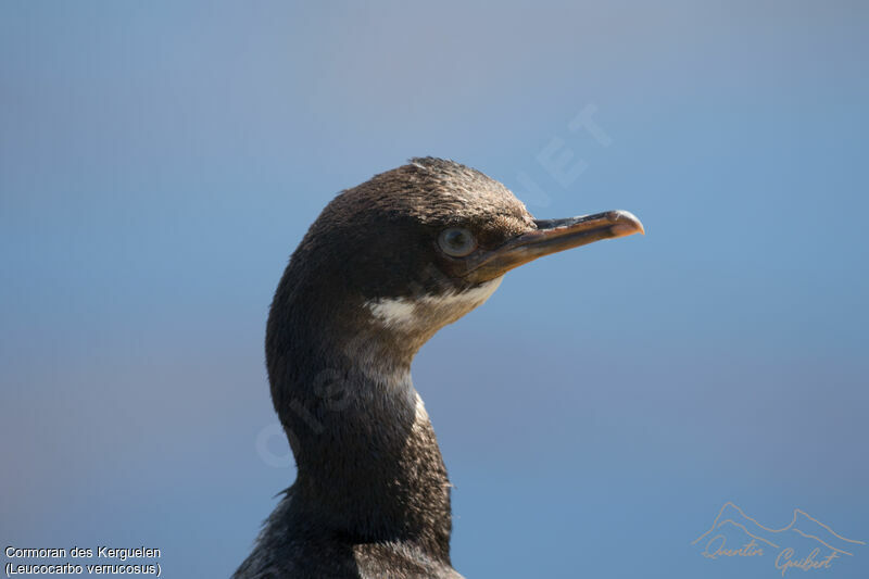 Kerguelen Shag