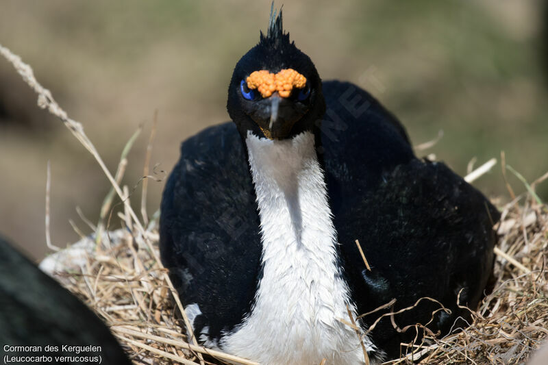 Kerguelen Shag