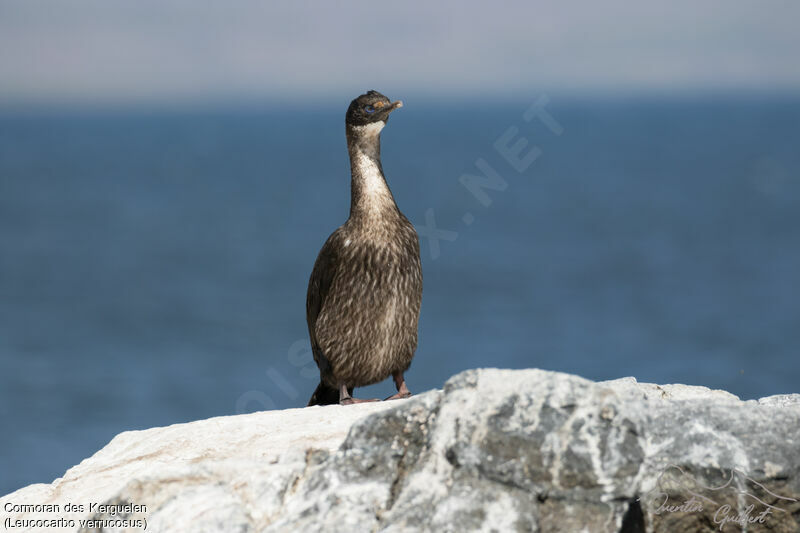 Kerguelen Shag