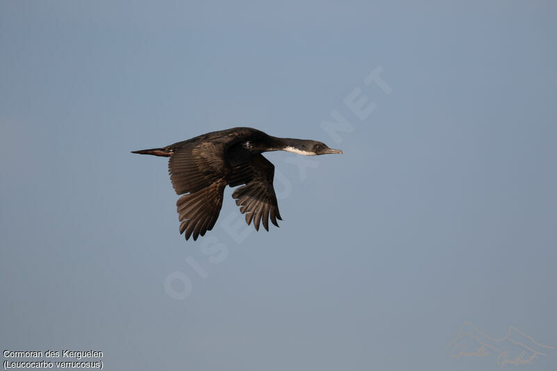 Cormoran des Kerguelen