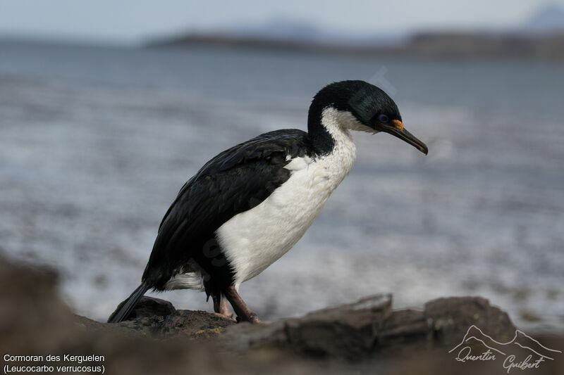 Cormoran des Kerguelen