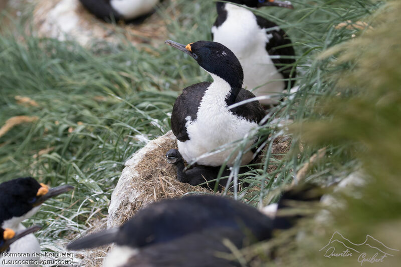 Cormoran des Kerguelen