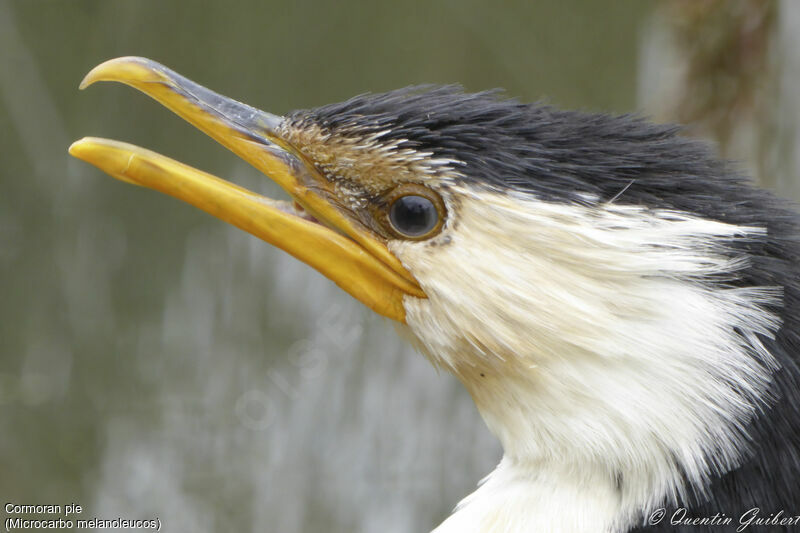 Little Pied Cormorantadult breeding, identification, close-up portrait