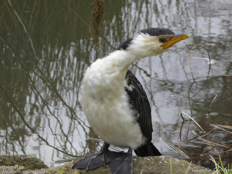 Little Pied Cormorantadult, identification