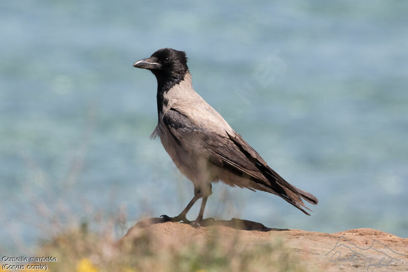 Hooded Crow