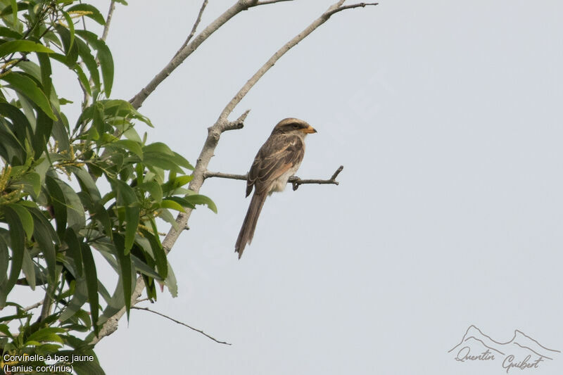 Yellow-billed Shrikeadult breeding, identification