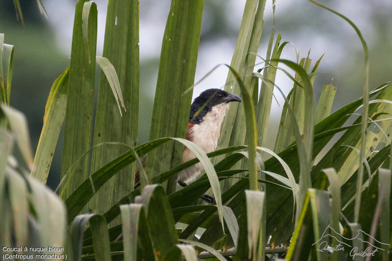 Blue-headed Coucaladult breeding