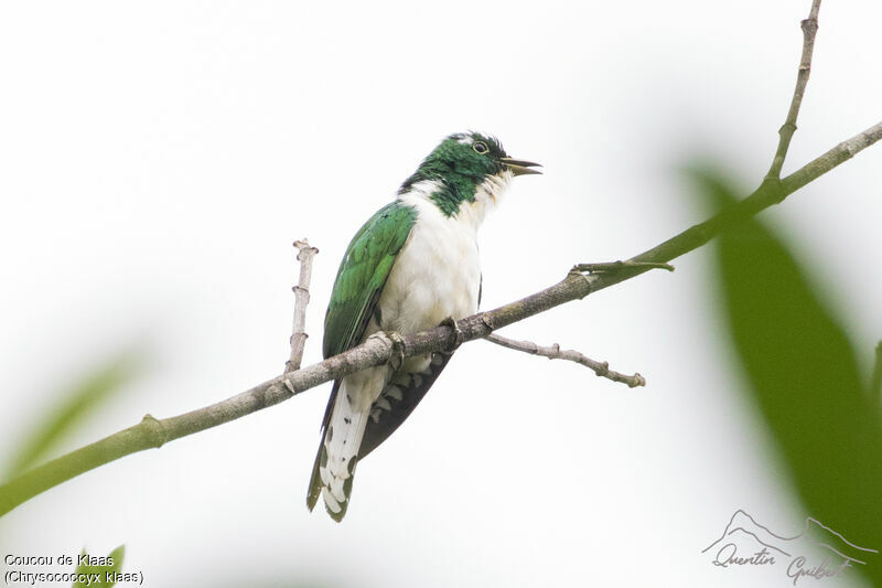 Klaas's Cuckoo