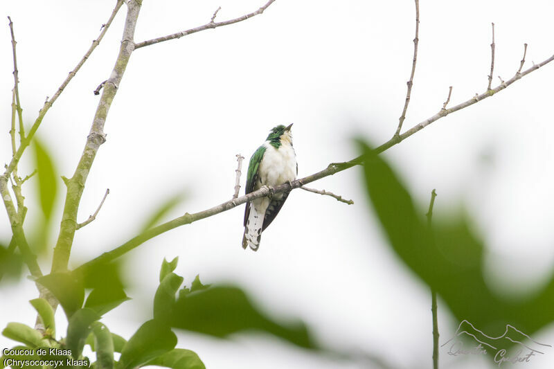 Klaas's Cuckooadult breeding