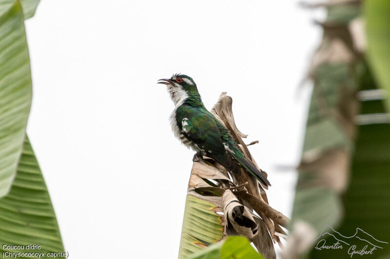 Diederik Cuckoo