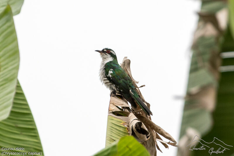 Diederik Cuckoo male adult breeding, identification