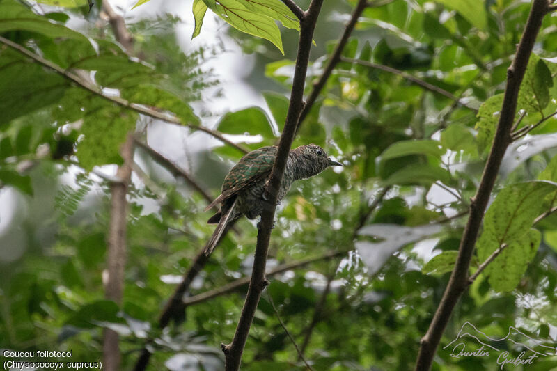 African Emerald Cuckoo