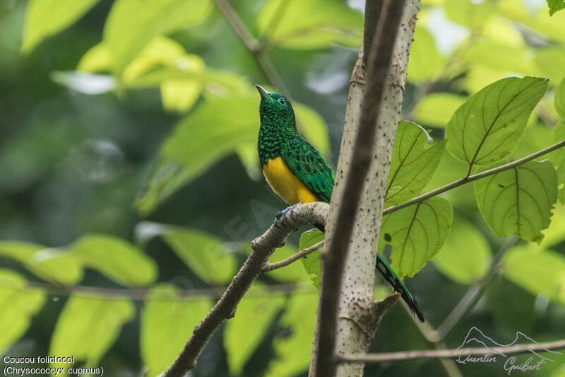 African Emerald Cuckoo male adult breeding, identification