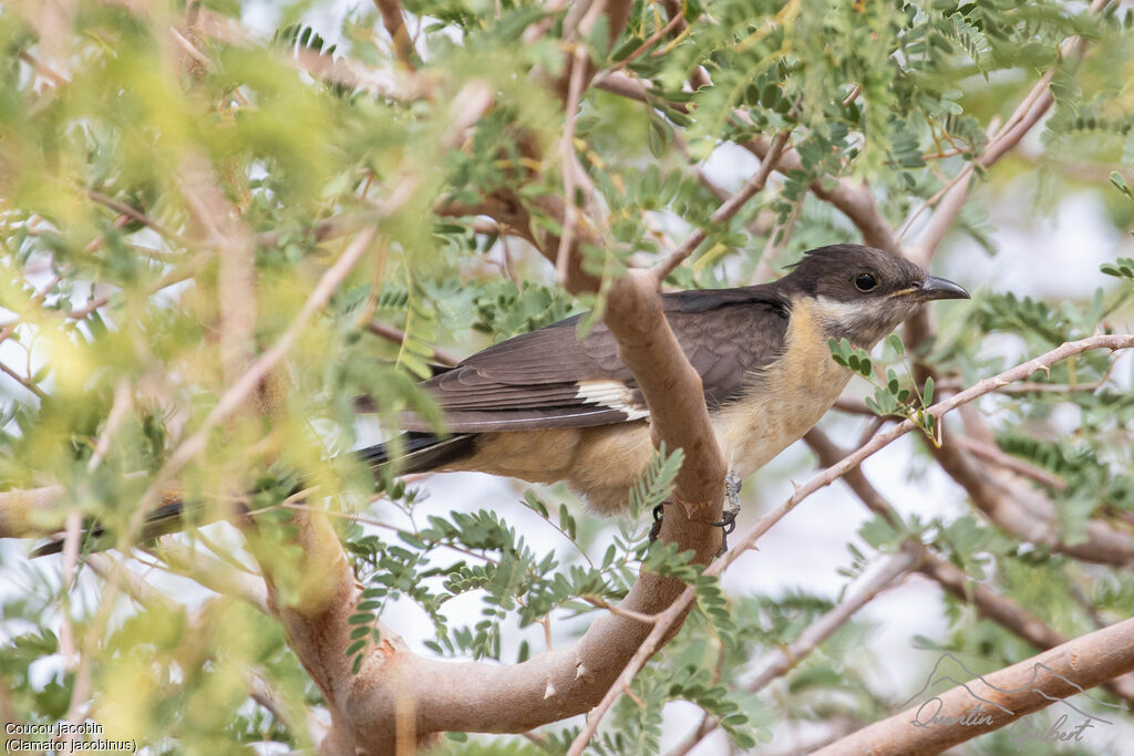 Jacobin Cuckoo