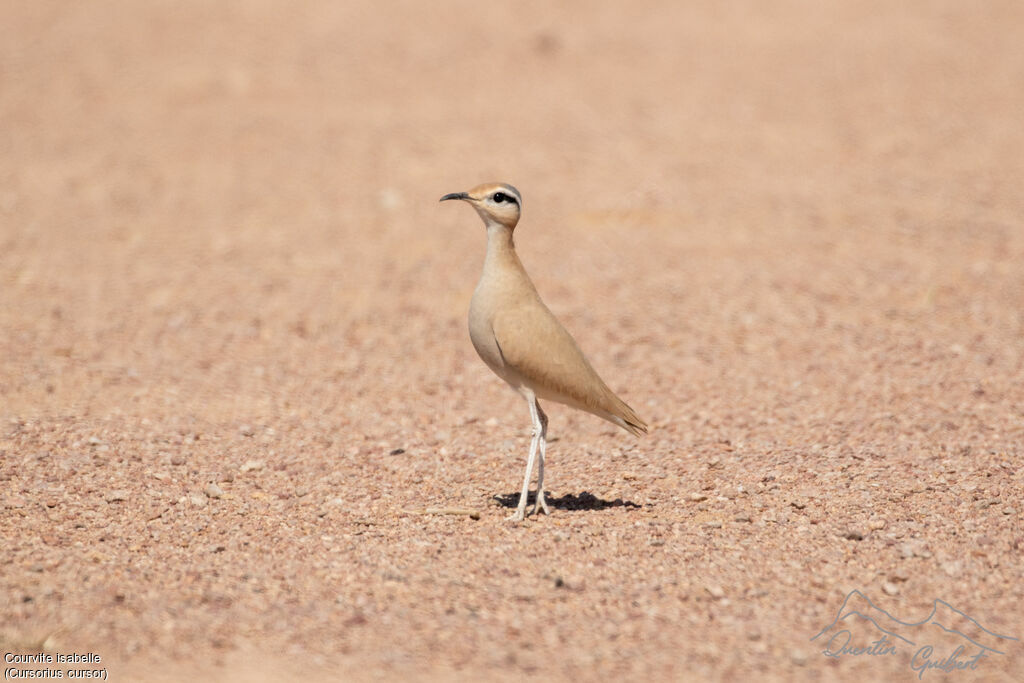 Cream-colored Courser