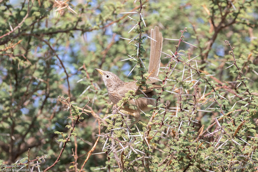 Arabian Babbler