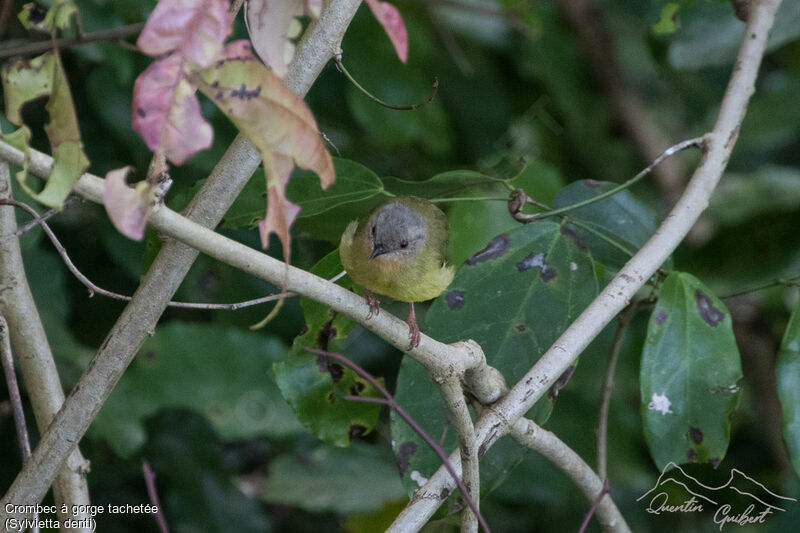 Lemon-bellied Crombec