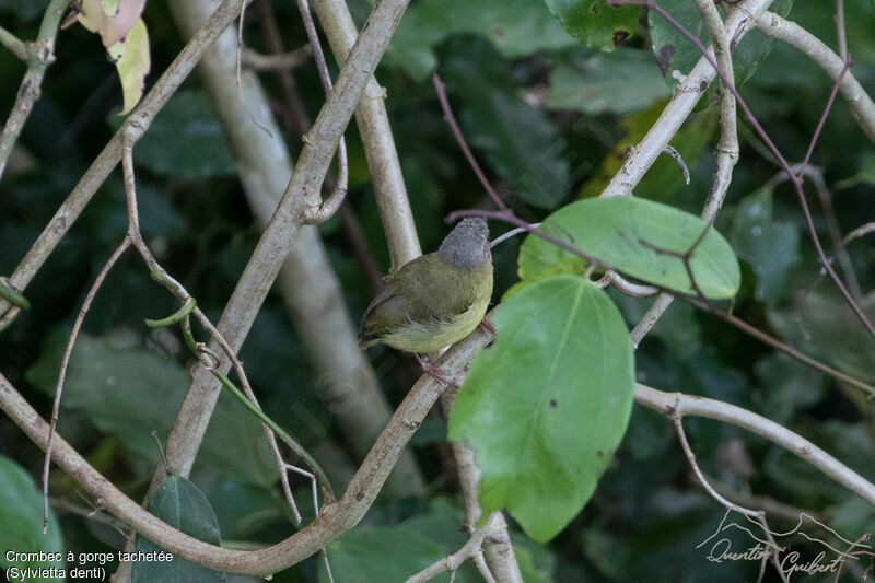 Lemon-bellied Crombec