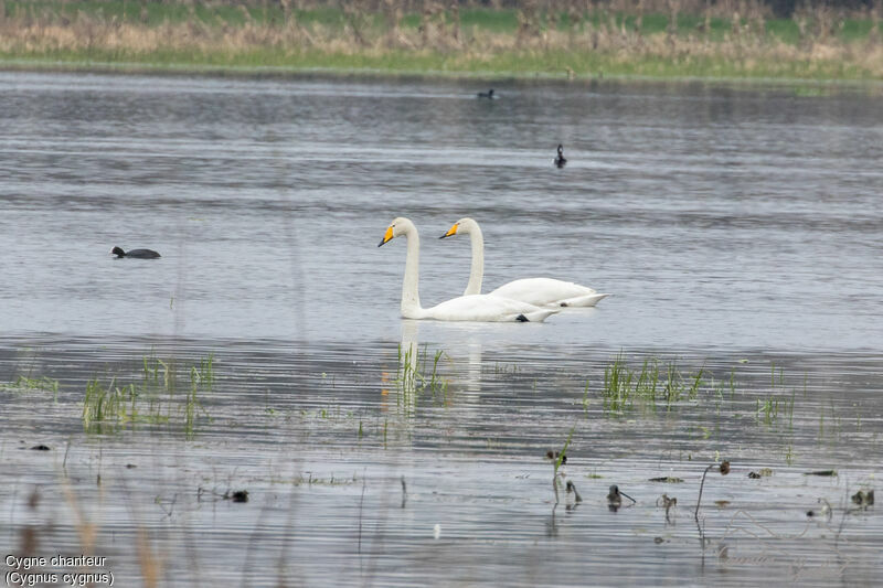 Whooper Swanadult breeding, swimming