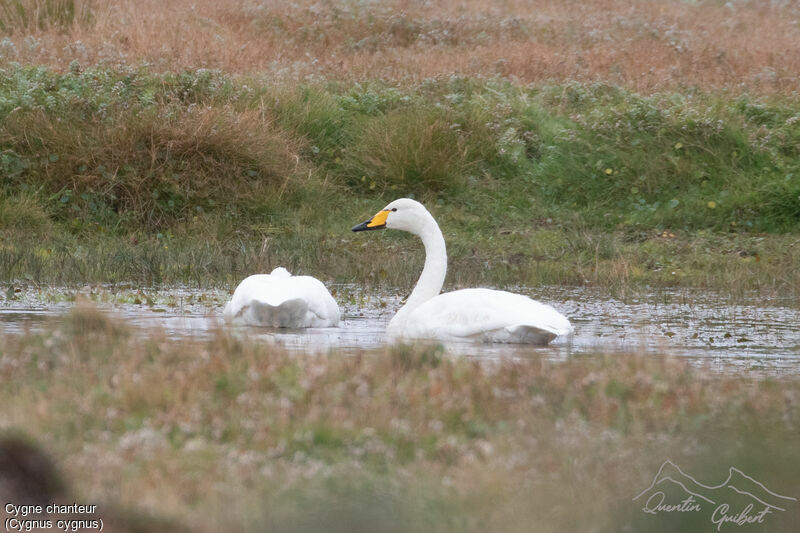 Cygne chanteur