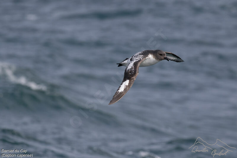 Pintado Petrel