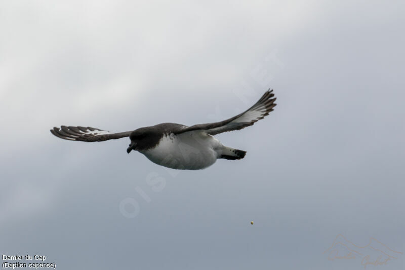 Cape Petrel