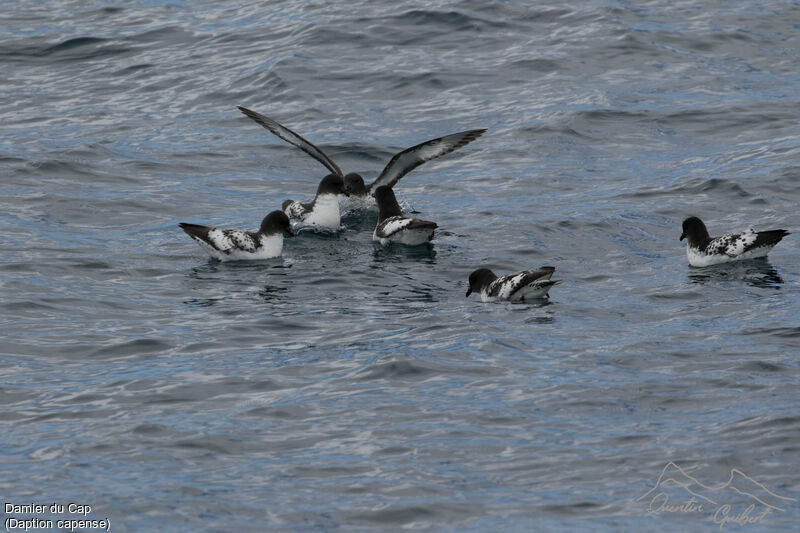 Cape Petrel