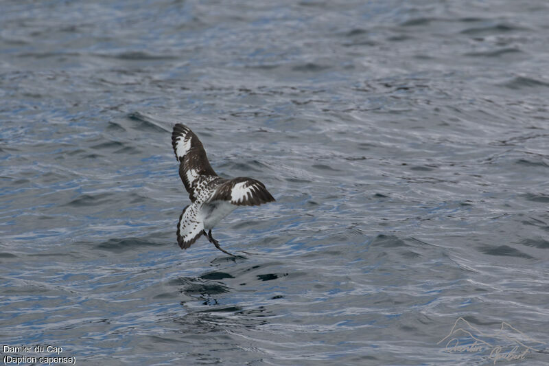 Cape Petrel