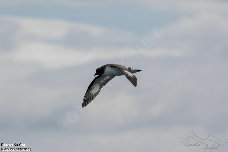 Cape Petrel