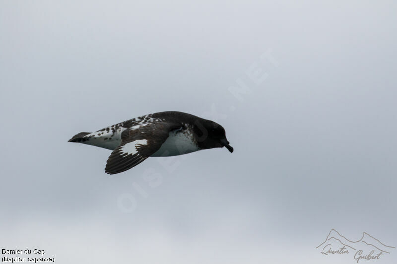 Pintado Petrel