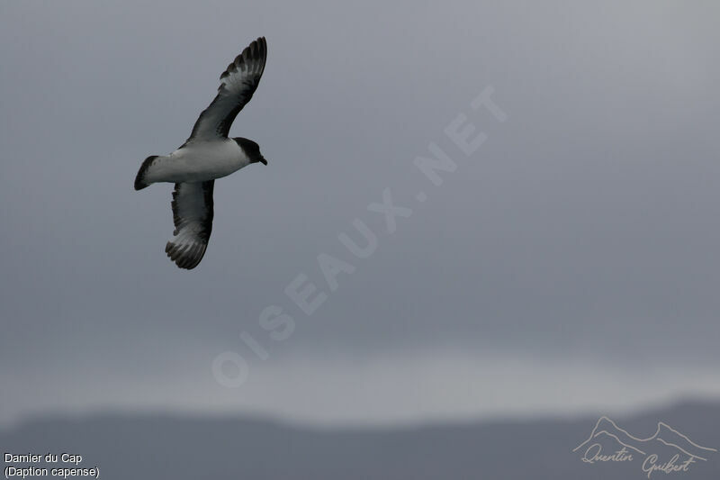 Cape Petrel