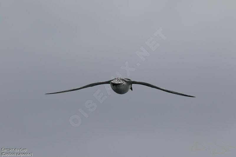 Cape Petrel