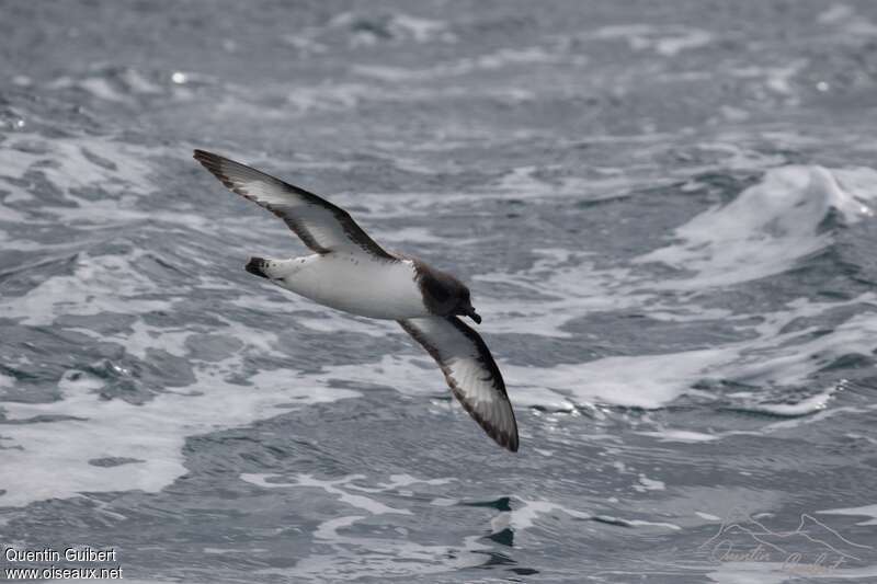 Cape Petrel, habitat, Flight