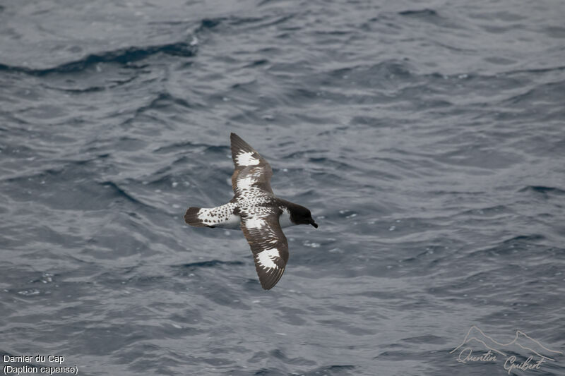 Cape Petrel