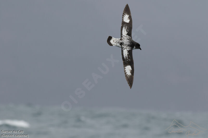 Cape Petrel