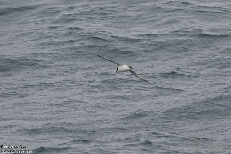 Cape Petrel