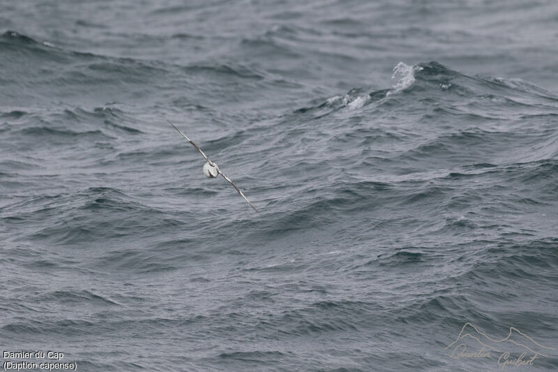 Cape Petrel