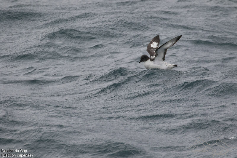 Cape Petrel